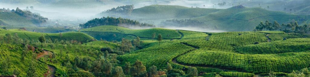 tea-in-india