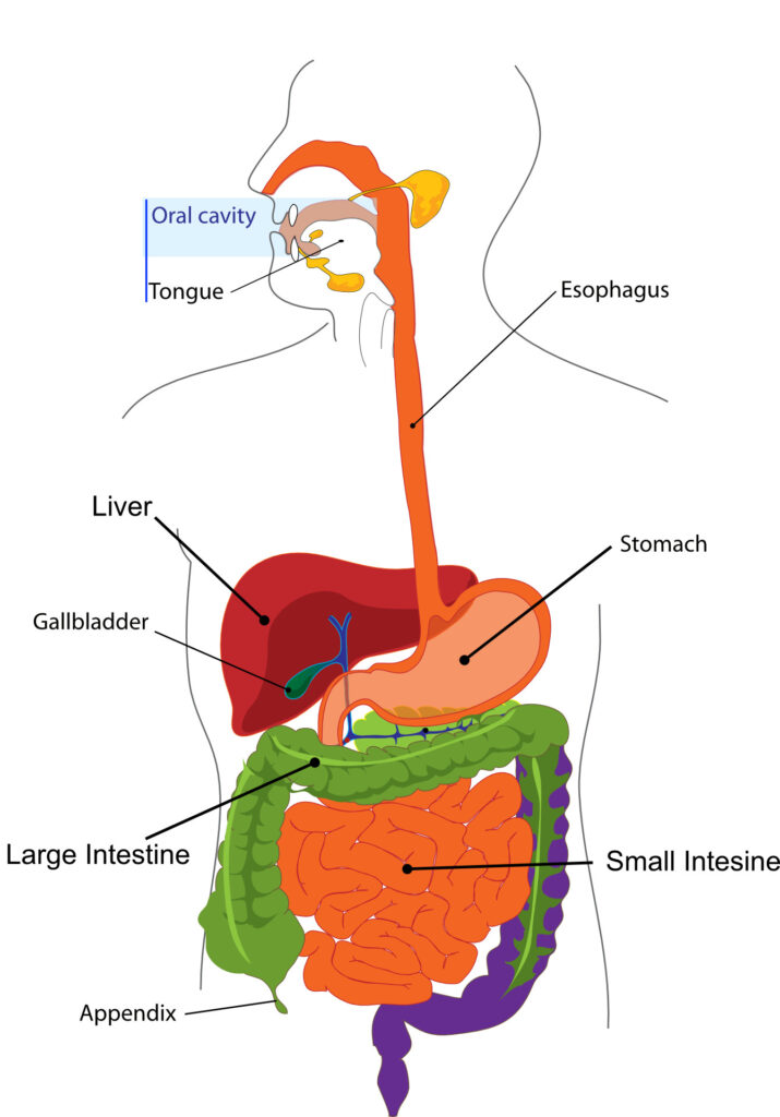 ulcer digestion graphic