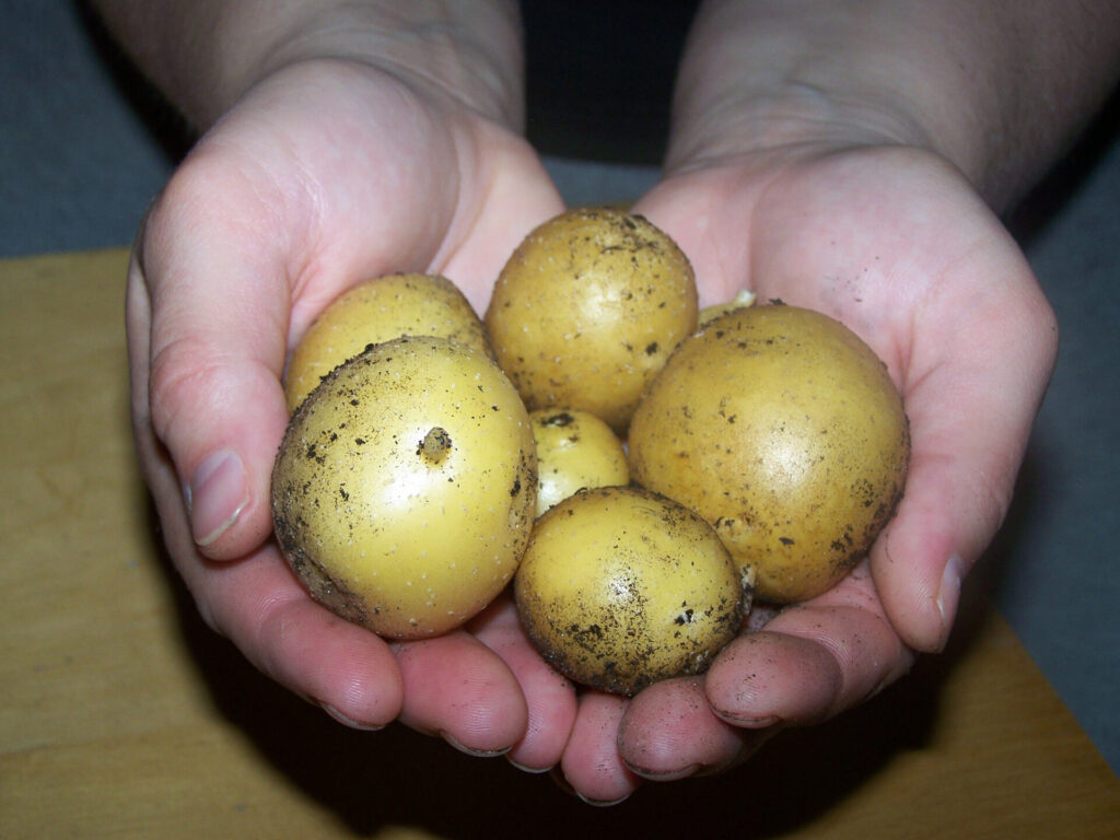 ulcer potatoes hands