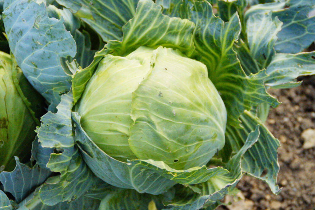 ulcers cabbage centerfull