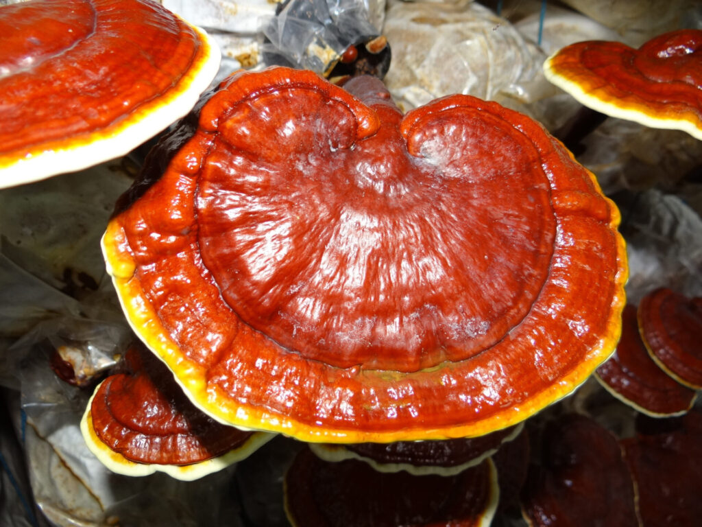 mushroom reishi orange