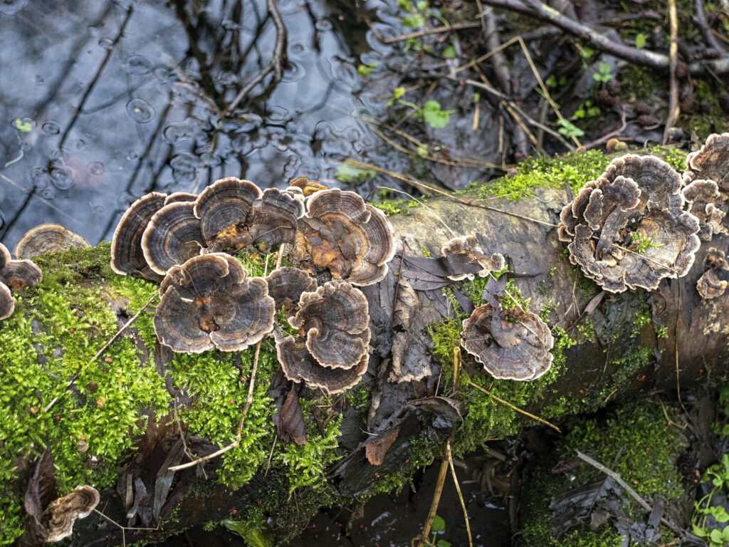 mushrooms featured