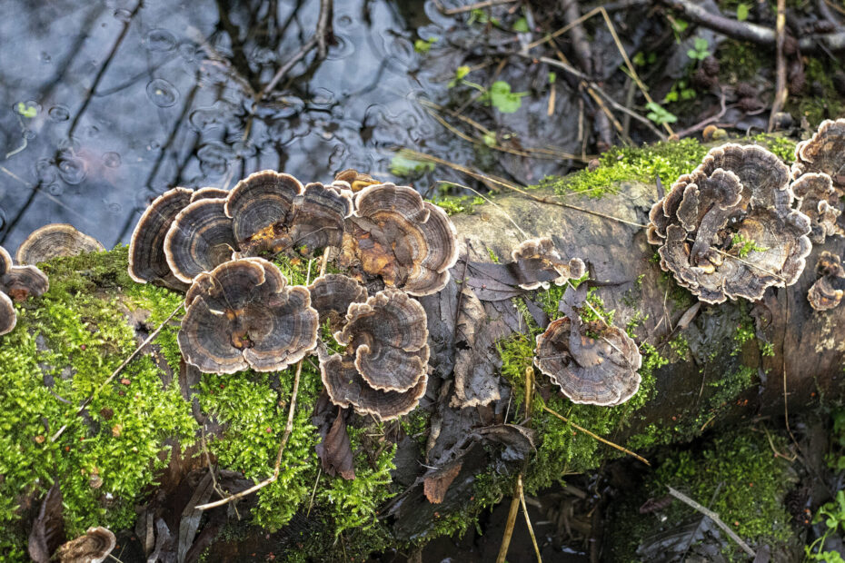 mushrooms featured
