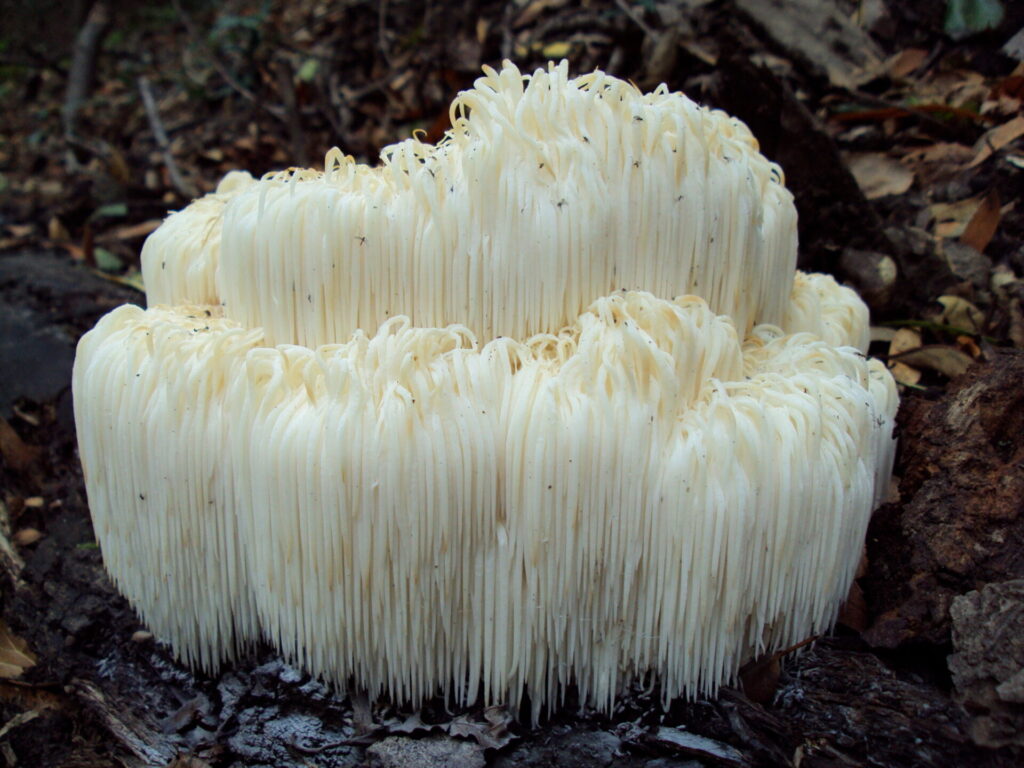 mushrooms lions mane