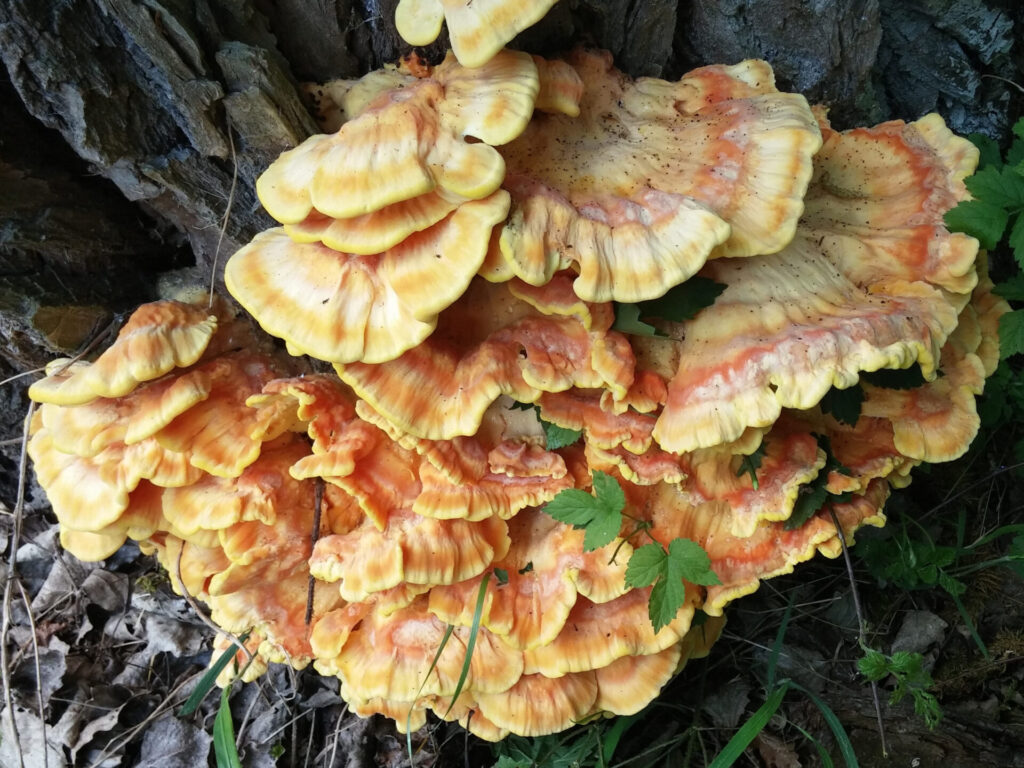 mushrooms reishi