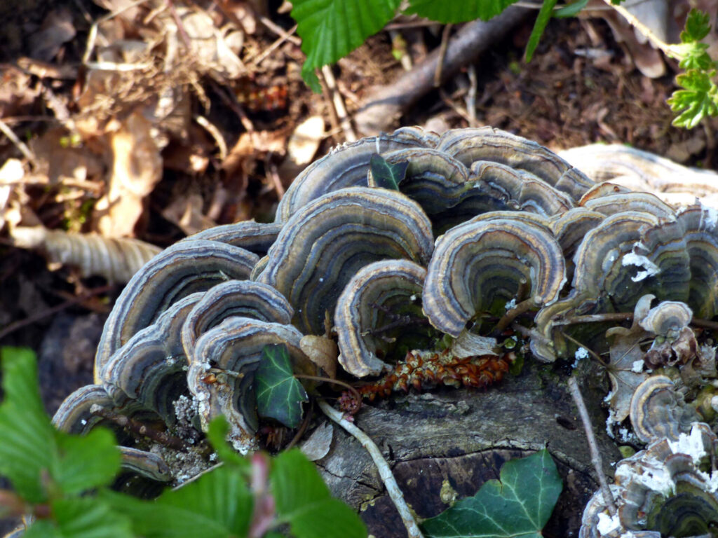 mushrooms turkeytail