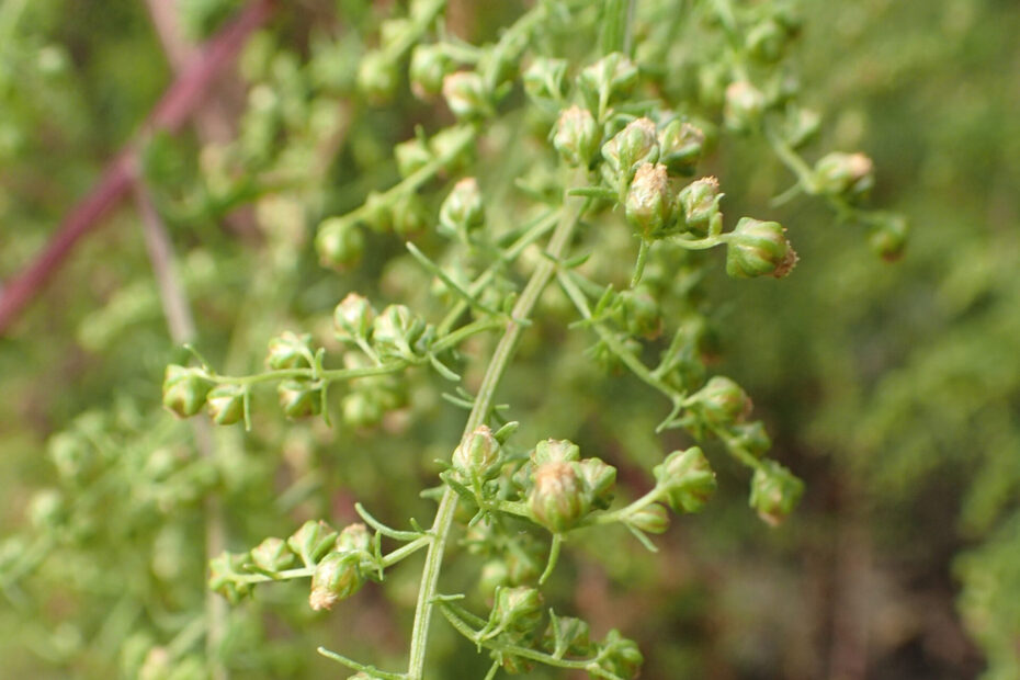 Artemisia annua anti-infection herb