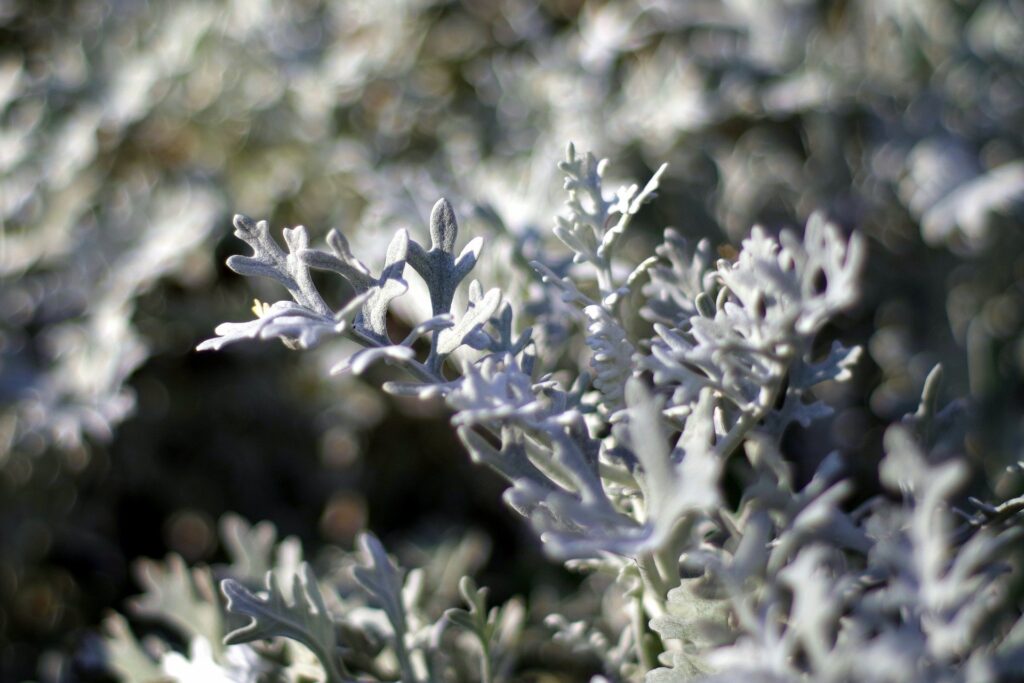 silver-leaf-artemisia-annua